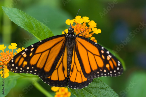 Obraz na płótnie canvas Motyl monarcha na hiszpańskiej flagi