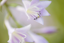 Beautiful Purple Flowers Of The Hosta Plant