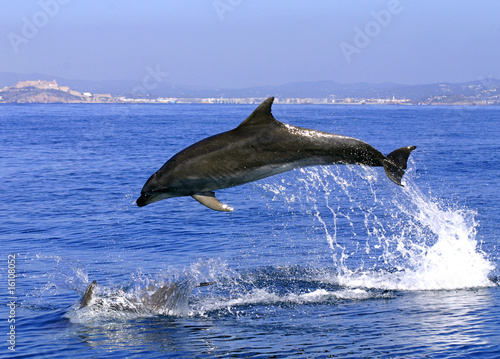 Plakat Skok delfinów