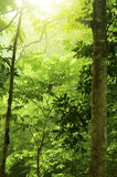 Fototapeta Krajobraz - Green forest