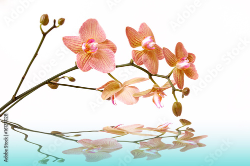 Foto-Fahne - wasser,orchidee (von Swetlana Wall)