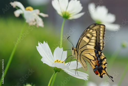 Obraz na płótnie canvas czteroczęściowy "tetraptyk" Kosmosu kwiat i swallowtail motyl