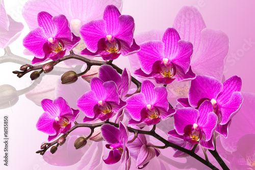 Tapeta ścienna Piękna orchidea na różowym tle