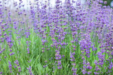 Wall Mural - field with many flowers of lavender