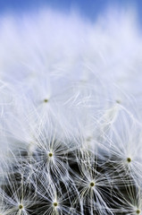 Wall Mural - Dandelion