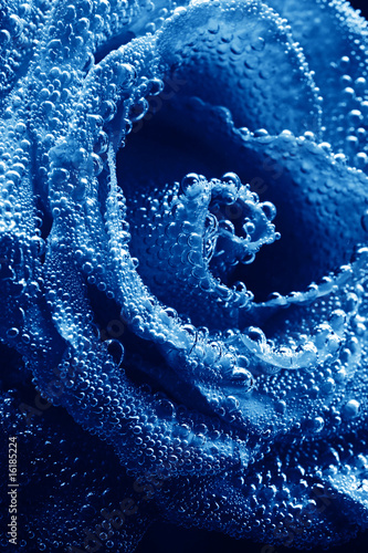 Obraz w ramie beautiful underwater blue rose