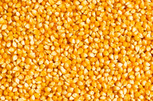 Bright Corn Kernels Arranged As The Background