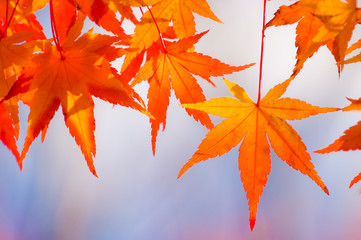 autumn maple leaf
