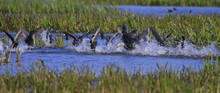 Wild Ducks And Coots Running On Water