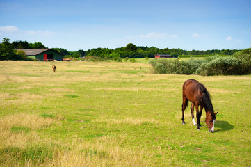 Wall Mural - horses on farmland in summer