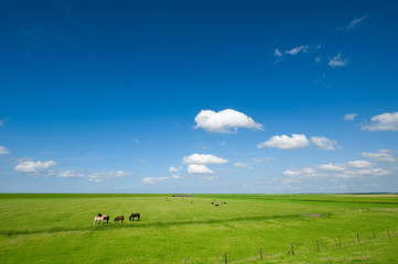 Wall Mural - summer background