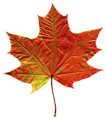 Wall Mural - maple autumn leaf