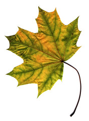 Wall Mural - maple autumn leaf