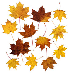 Wall Mural - maple leaves