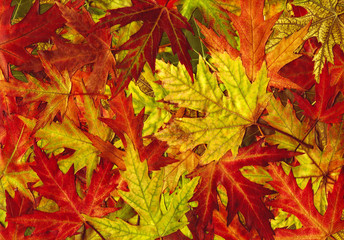 Wall Mural - leaf texture