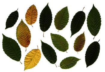 Wall Mural - leaf