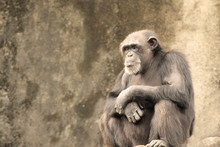Lonely And Sad Chimpanzee