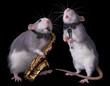 Musical Rats