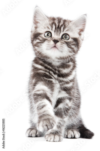 Naklejka dekoracyjna British kitten on white backgrounf