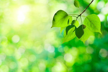 Canvas Print - leaves of poplar