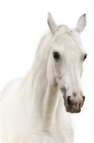 Fototapeta Konie - White horse portrait isolated on white