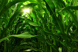 Fototapeta Perspektywa 3d - Corn Field