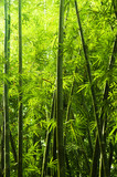 Fototapeta Sypialnia - Bamboo forest