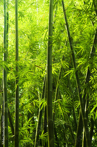 Dekoracja na wymiar  bambusowy-las