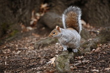 Cute Squirrel In The Central Park, NYC