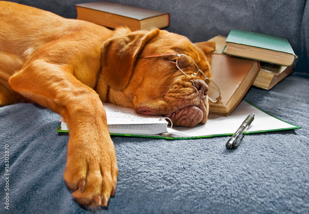 Dog Sleeping after Studying - obrazy, fototapety, plakaty 