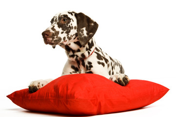 Dalmatian Puppy isolated on a white background