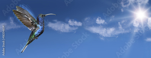 Plakat na papierze fotorealistycznym Hummingbird na niebie