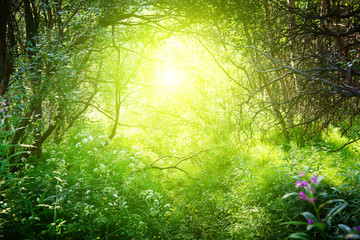 sunny day in deep forest