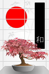 japanese maple bonsai