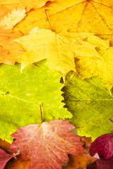 autumn leaves close up background..