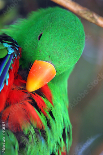 Obraz na płótnie canvas dwuczęściowy "dyptyk" Duży eclectus, eclectus polychloros roratus