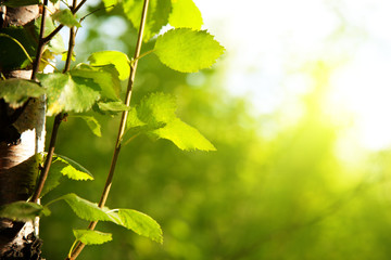 Wall Mural - birch in forest and sunset