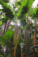 Wall Mural - Picture of a tropical forest background