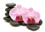 Fototapeta  - pink orchid, stack of stones