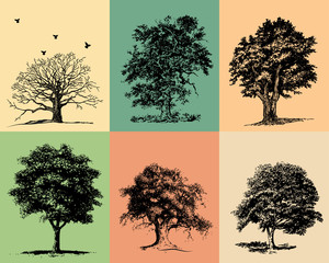 trees