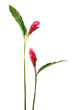 Long stem tropical red with leaf flower
