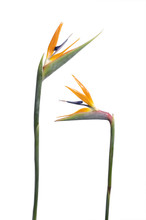 Two Birds Of Paradise Flower