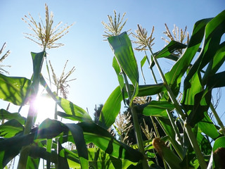 Sticker - Corn Growing In A Field