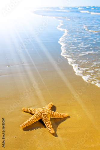 Fotografie, Obraz Sea Star or Starfish on a beautiful beach