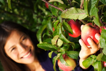 Wall Mural - Woman picking apple from tree