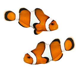 Canvas Print - Tropical reef fish - Clownfish (Amphiprion ocellaris)