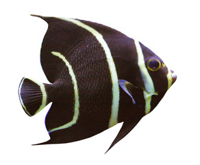 Canvas Print - Tropical reef fish