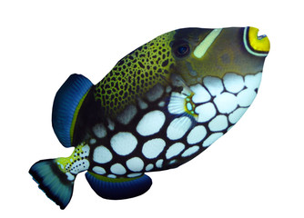 Sticker - Tropical reef fish