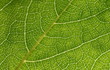 © lightpoet - background-texture of green leaf
