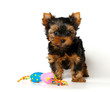 The Yorkshire Terrier puppy with a toy